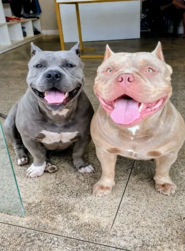 Vendo lindos filhotes de American Bully Picket Legítimo 