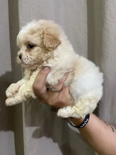 Lhasa 2 femeas