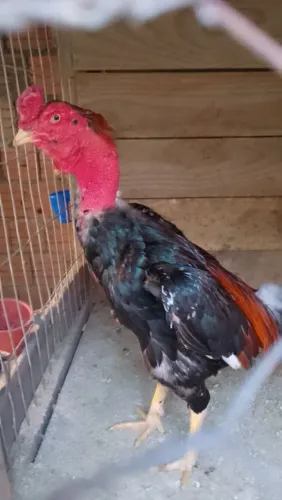 Um galo ótimo genética, saudável, ótimo tamanho e peso.