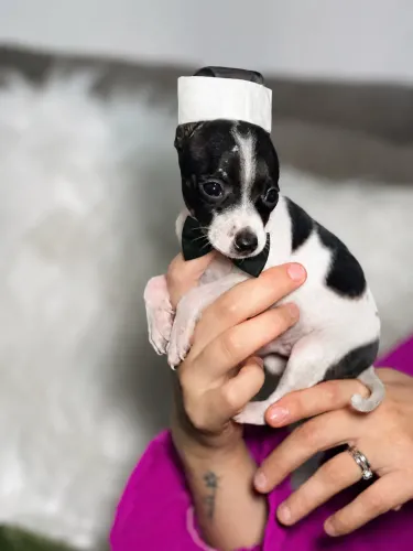 Lindíssimo filhote de Pinscher macho pai0 mãe 1