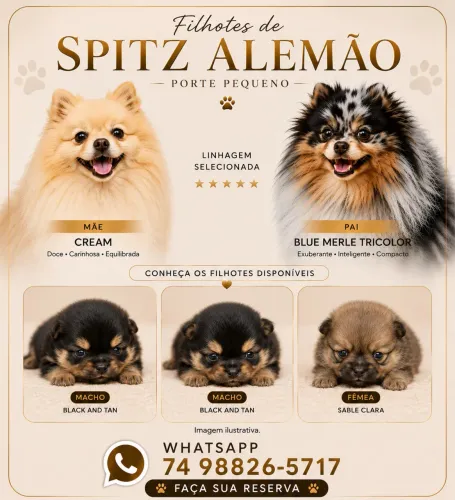 Filhotes de Spitz Alemão pequeno