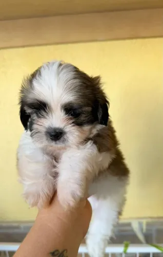 Shitzu macho 900