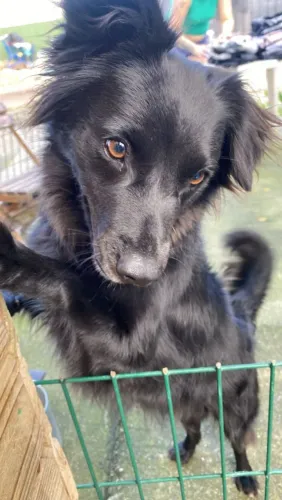 Doar-se cachorro