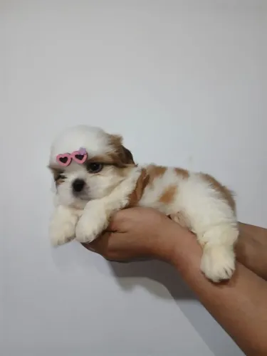 Shitzu miniatura