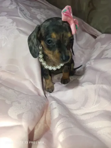 Dachshund salsichinha kanichen/ pedigree opcional/ Ler Anuncio 