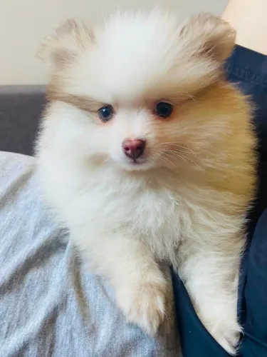 LuLu da Pomerânia