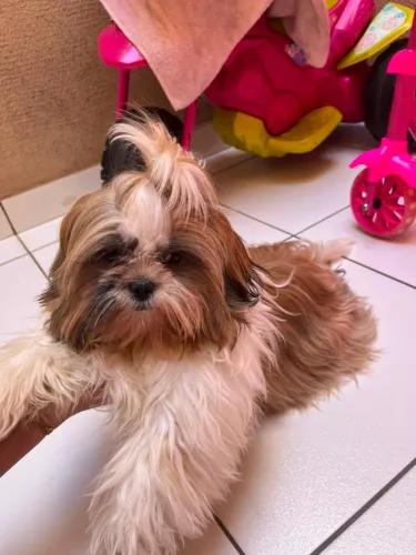 Vendo filhote de Shih Tzu fêmea