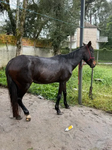 ÉGUA MANSA DE TUDO 