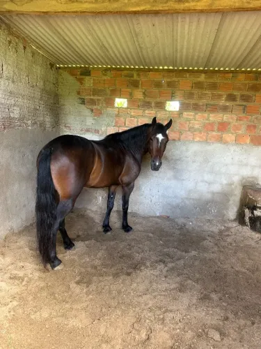 Cavalo mm registrado