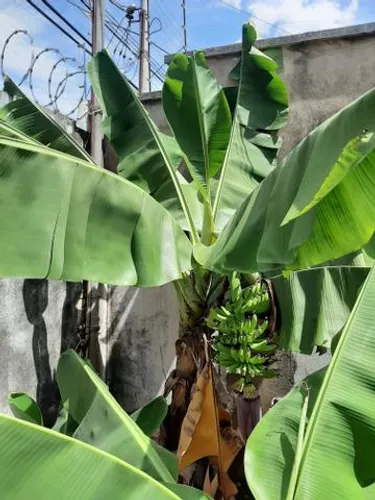 Mudas de banana nanica anão raridades para ideal para vaso