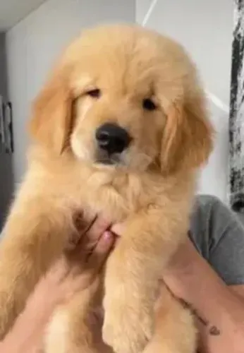 Fofuras Lindas , O Golden Retrivier filhotes com Pedigree e Exames