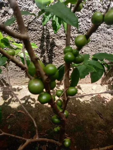 Jabuticaba q não fica preta