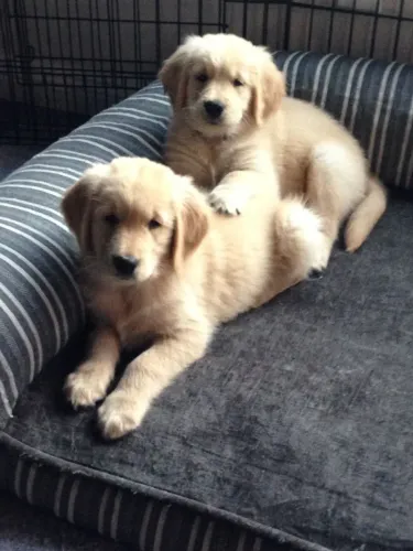 Golden Retriever Filhotes carinhosos e inteligentes
