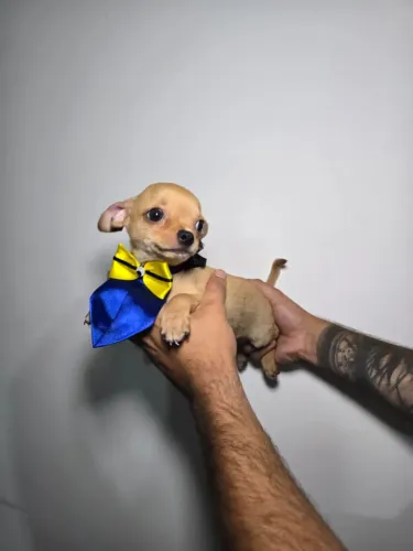 Chihuahua Toy ? Porte Pequeno e Muito Carinhoso!