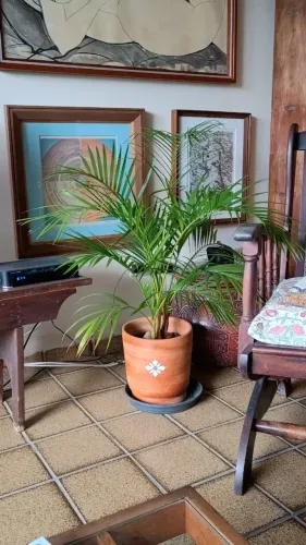 Palmeira em vaso de cerâmica decorativa