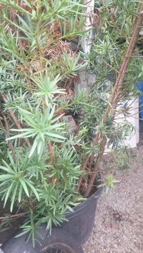 Bodocarpus Plantas para jardim