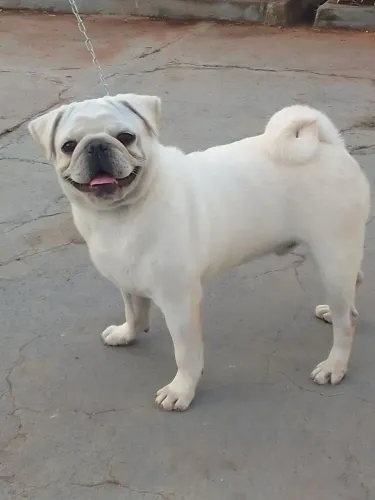 Pub filhotes linhagem Branca 