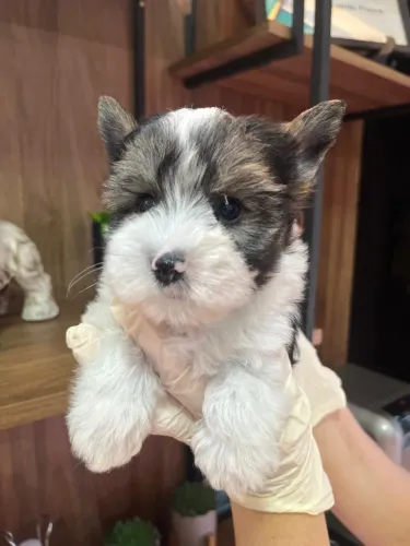 Biewer Yorkshire Terrier de alto padrão disponíveis!
