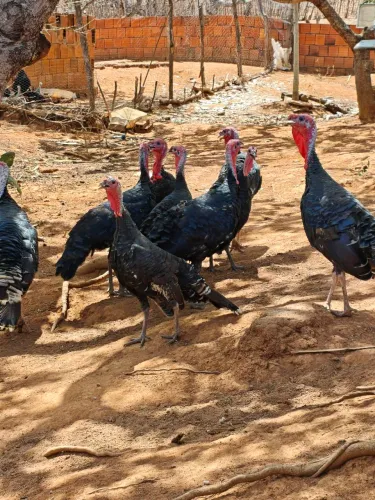 Peru