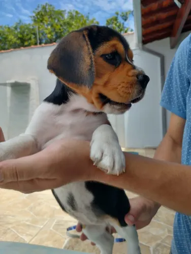 Beagle - A energia e simpatia que conquistam!
