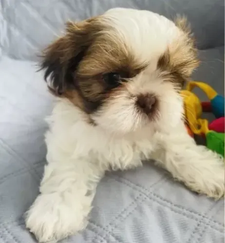 Filhote de Shih-Tzu com Manual e Suporte Pós-Venda