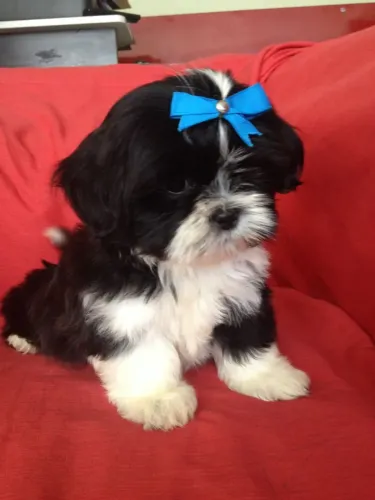 Filhote Shih Tzu para suas filhas