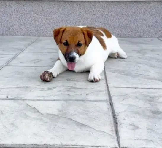 Lindos Filhotes de Jack Russell Padrão e Miniatura