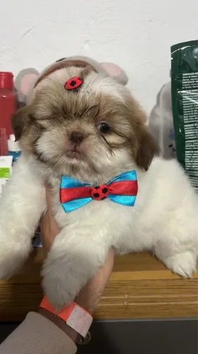 Filhotes de shih tzu várias cores