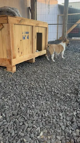 Buldogue Francês Fêmea 