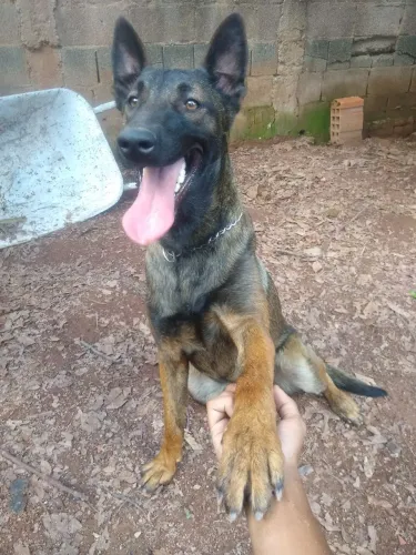 PASTOR BELGA MALINOIS