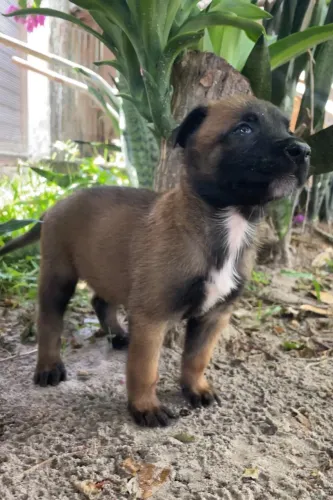 Filhotes de Pastor Malinois