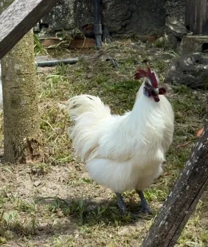 Galos sedosos