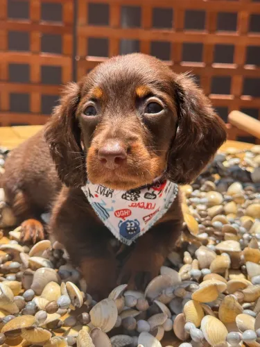 Dachshund Pelo longo chocolate 