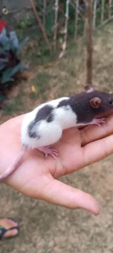 Rato Twister 
