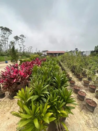 Dracena Poa Verde