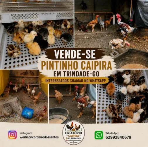 VENDE-SE PINTINHO CAIPIRA
