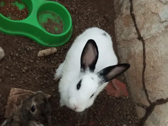 Casal de Coelho
