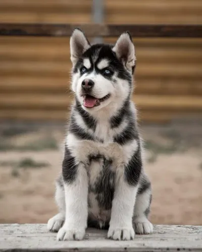 Husky Siberiano Afeto sem Esforço
