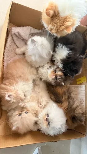 Gatos Persa para venda