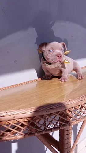 Exotic Bully Nano 