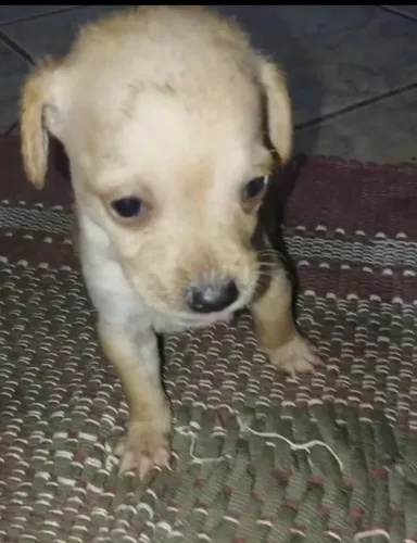 Pinscher fêmea zero amarelinha