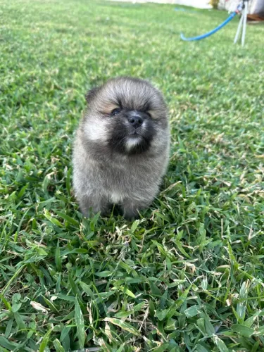 Spitz alemão 