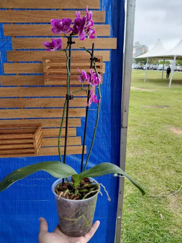 Floreiras de madeira angelin