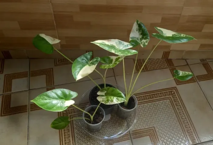 Alocasia macrorrhiza variegata