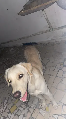Doação de cachorro