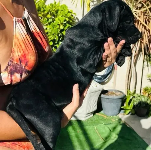 Cane Corso full Black 