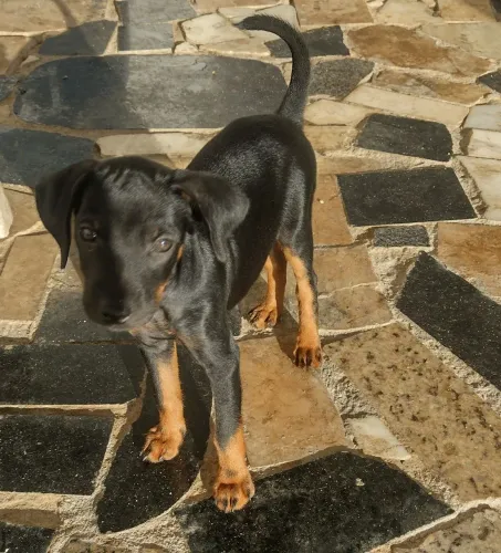 Vendo pinscher Número 1 MACHO