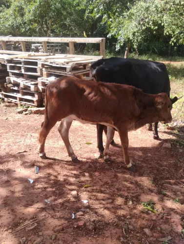 Vende-se bezerra leiteira 