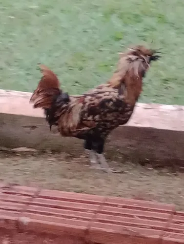 Polonês macho 