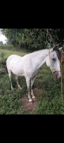 Cavalo
